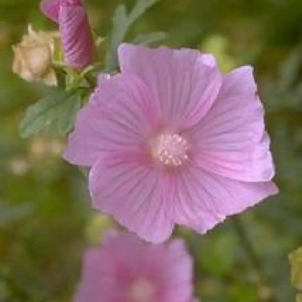 MALVA alcea 'Fastigiata'