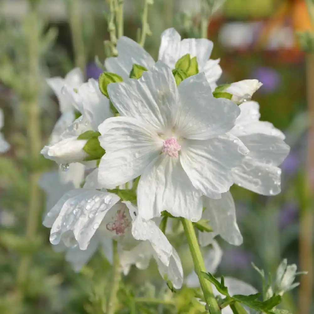 MALVA moschata 'Alba' - Mauve musquée - pépinières Lepage Bretagne Bord de  mer