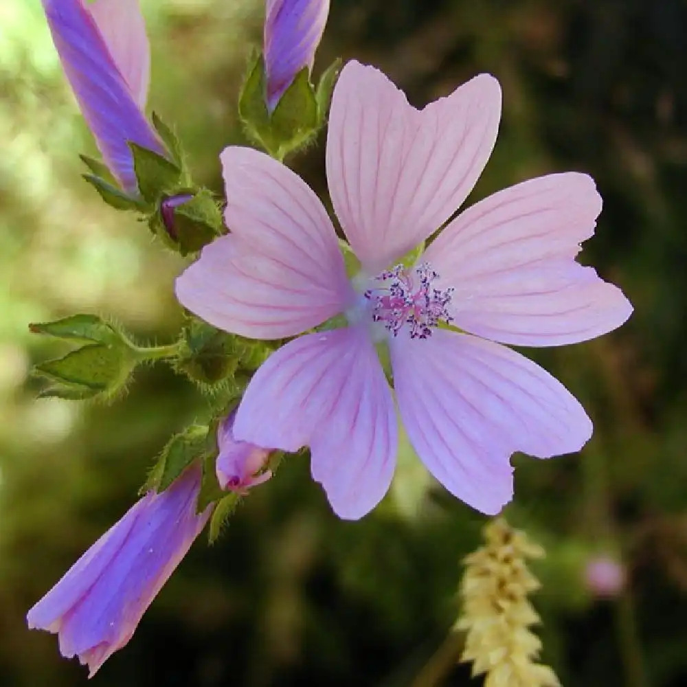 MALVA moschata - Mauve musquée - pépinières Lepage Bretagne Bord de mer