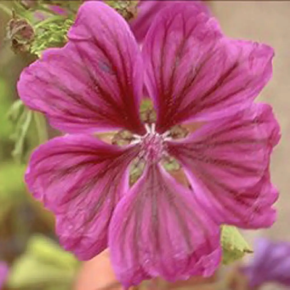 MALVA sylvestris ssp. mauritanica