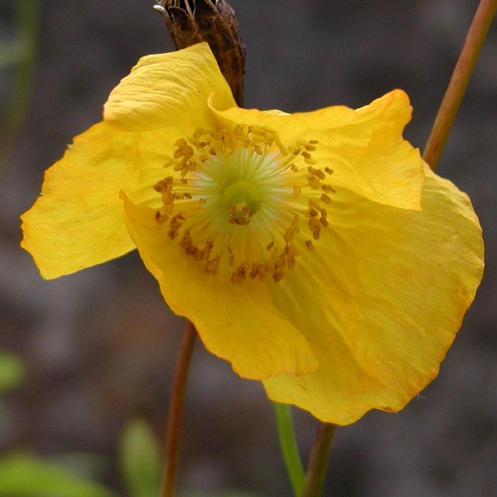 MECONOPSIS cambrica