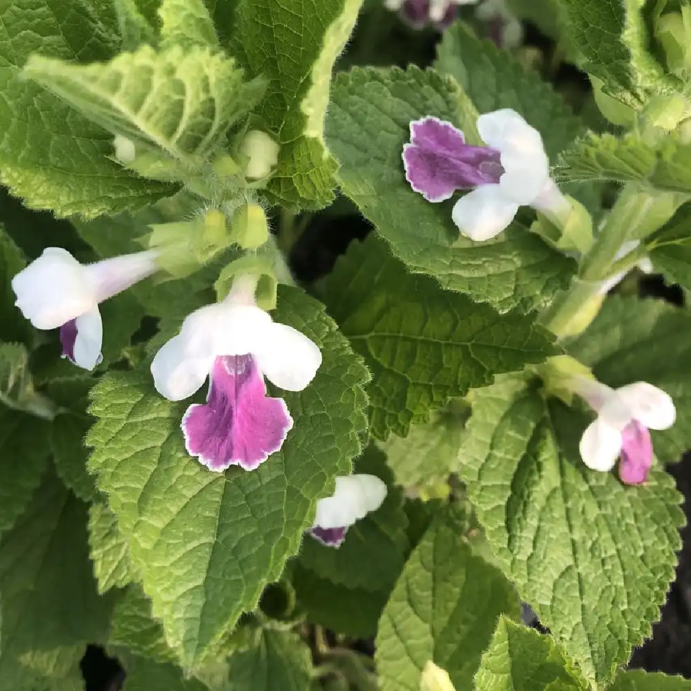 MELITTIS melissophyllum 'Royal Velvet Distinction'