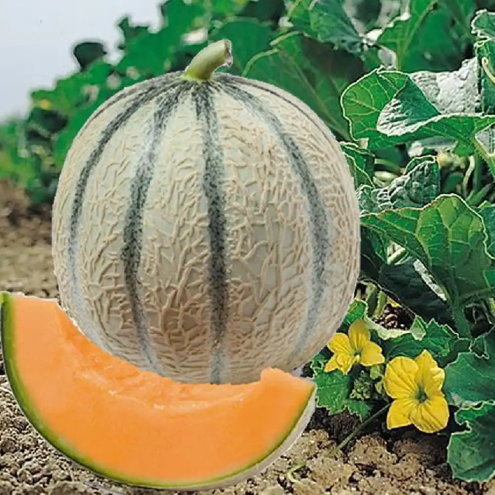 Melon greffé