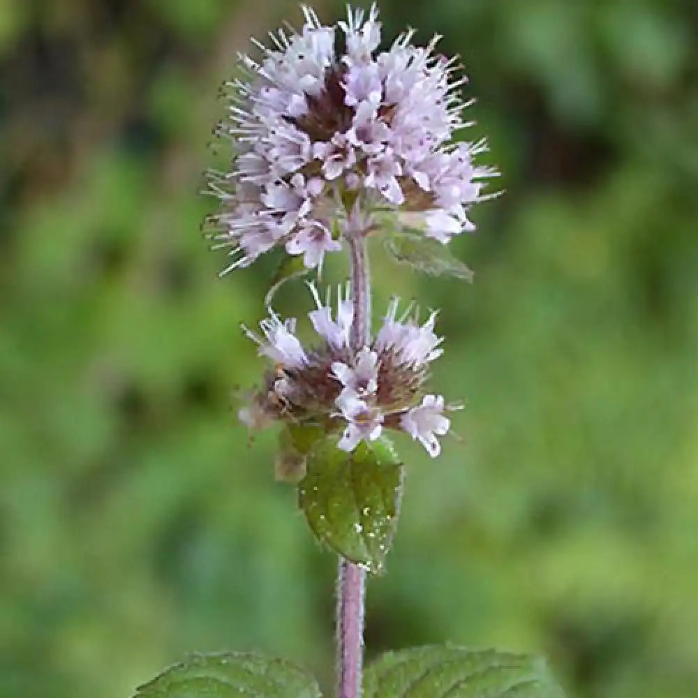 MENTHA aquatica