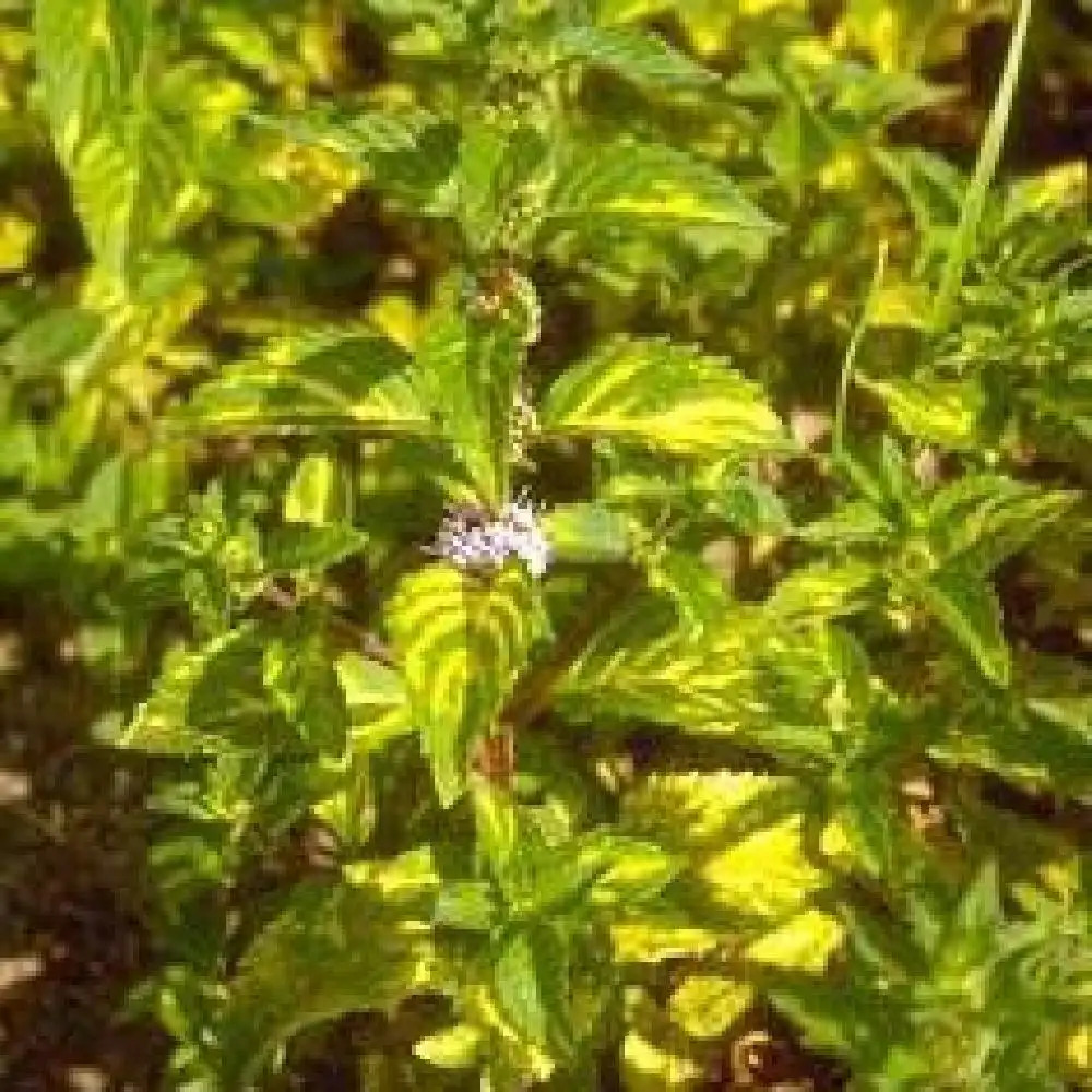 Plant de Menthe 'Nanah' - Mentha spictata - Pépinière des Carlines