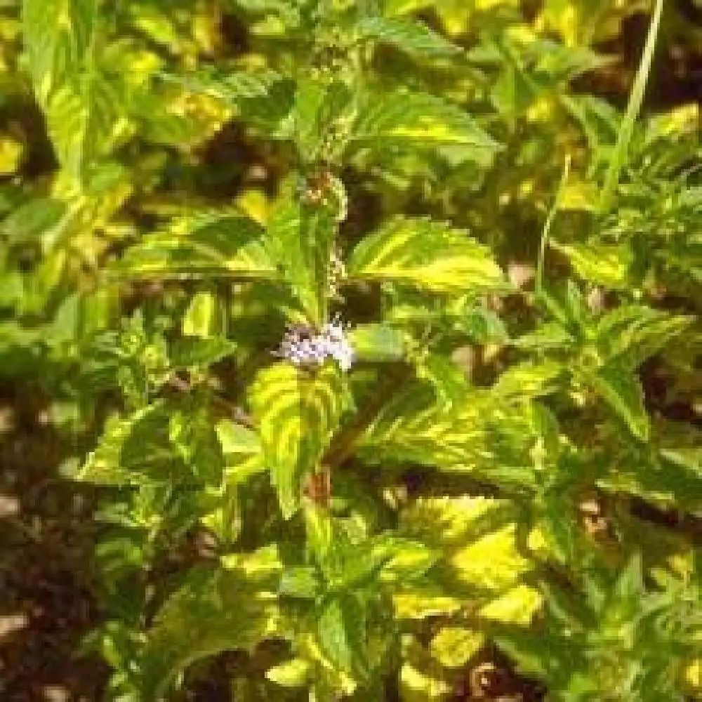 MENTHA x gentilis 'Variegata'