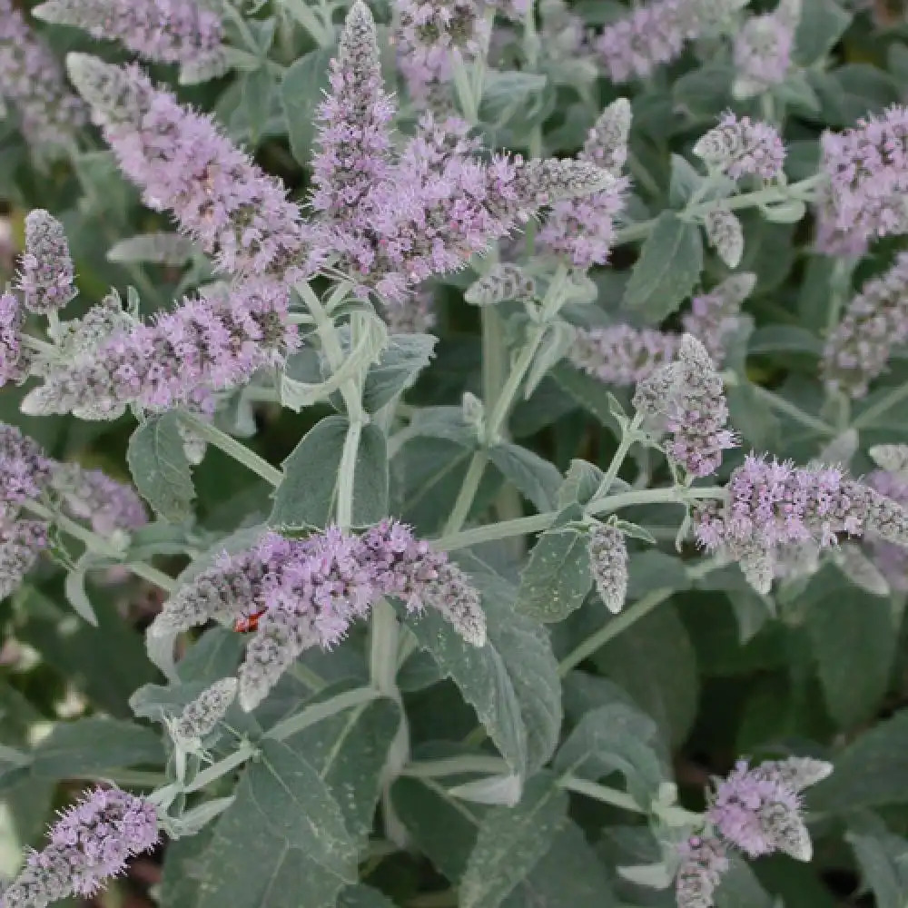 MENTHA longifolia 'Buddleia'