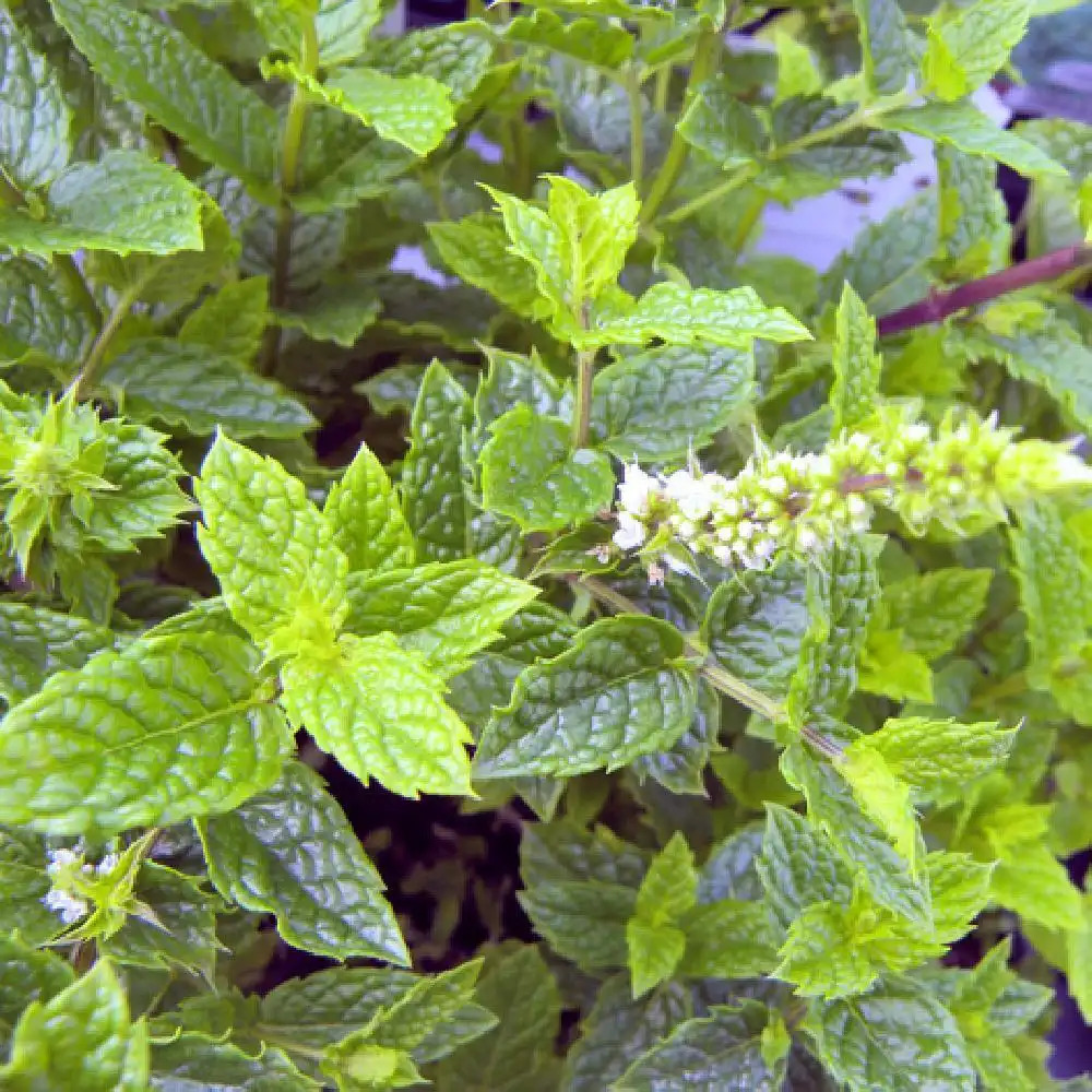 Menthe marocaine - Menthe marocaine - MENTHA spicata 'Nanah' - pépinières  Lepage Bretagne Bord de mer