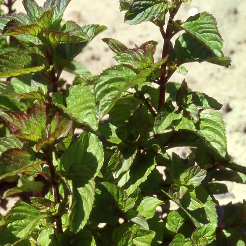 MENTHA x piperita 'Citrata'