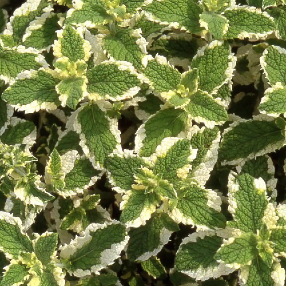 MENTHA suaveolens 'Variegata'