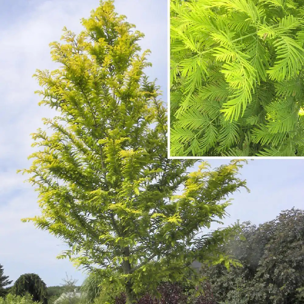 METASEQUOIA glyptostroboides 'Ogon' ('Gold Rush')