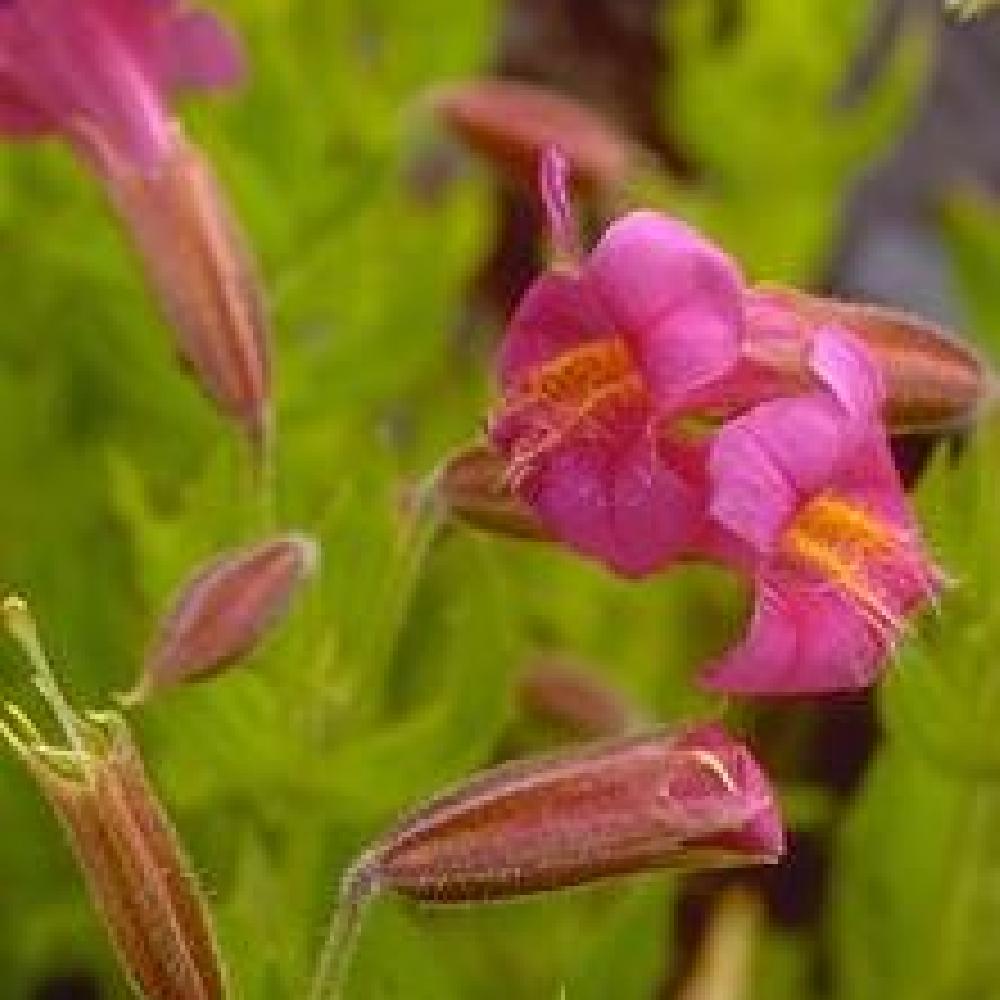 MIMULUS lewisii