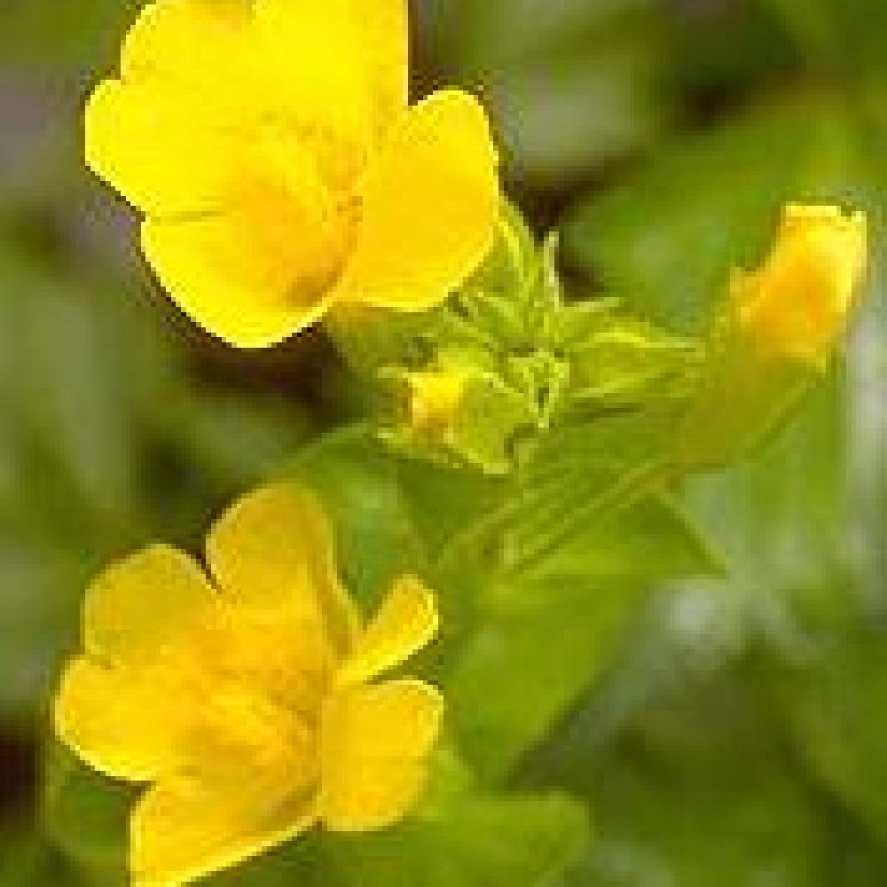 MIMULUS luteus