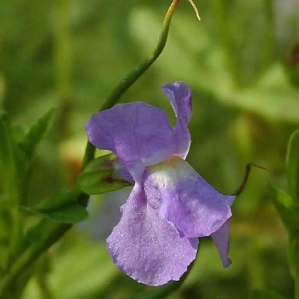 MIMULUS ringens