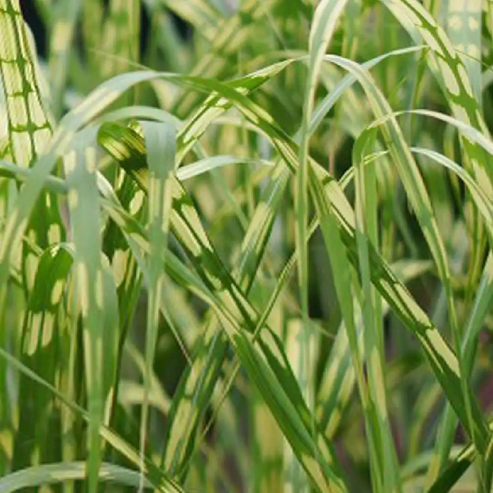 MISCANTHUS x giganteus 'Alligator'