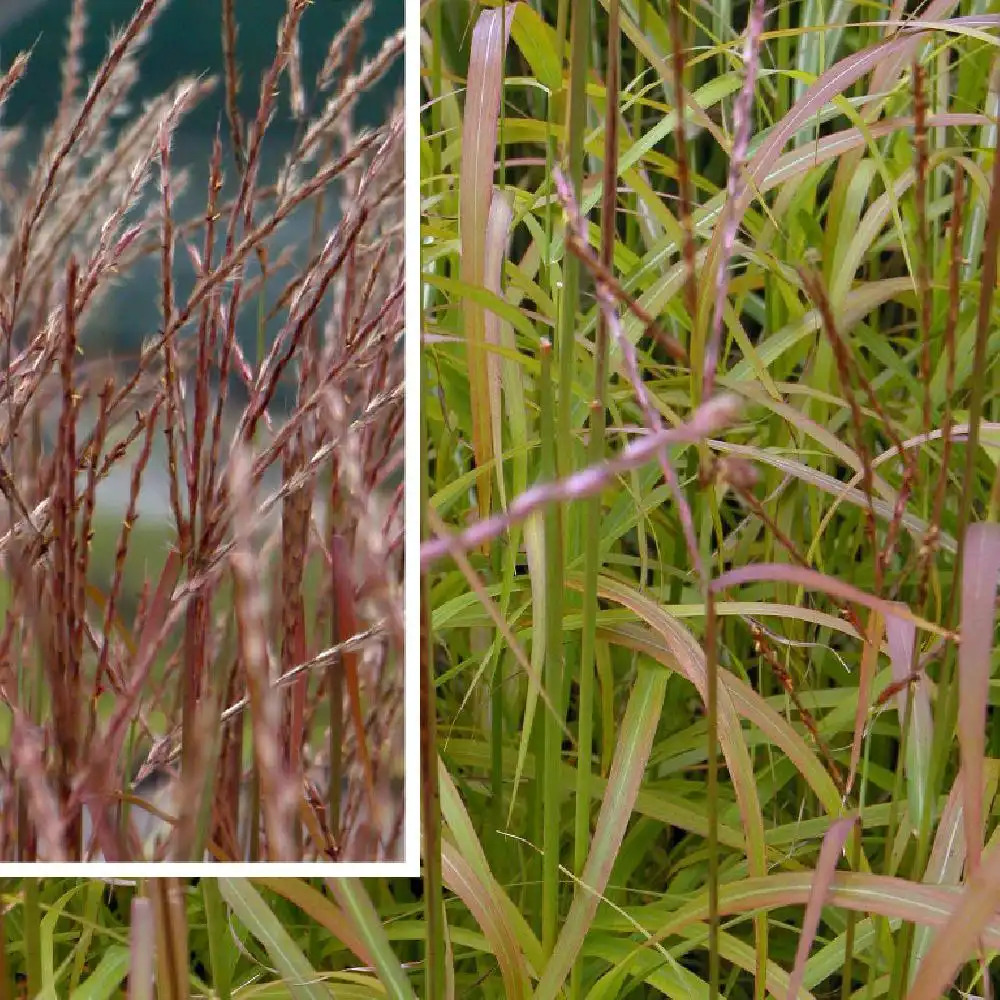 MISCANTHUS sinensis 'Afrika'