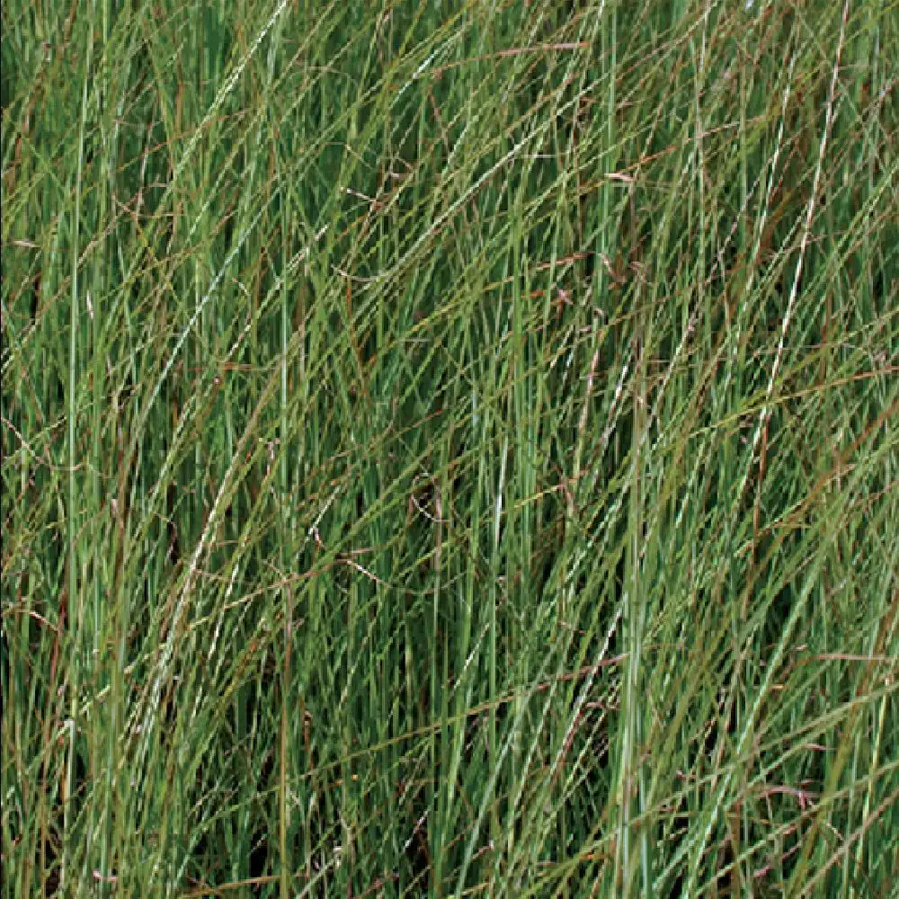 MISCANTHUS sinensis 'Autumn Light'