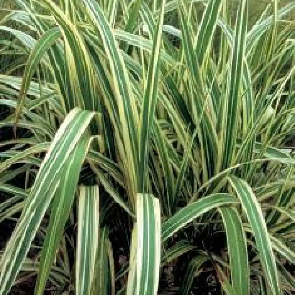 MISCANTHUS sinensis var. condensatus 'Cosmopolitan