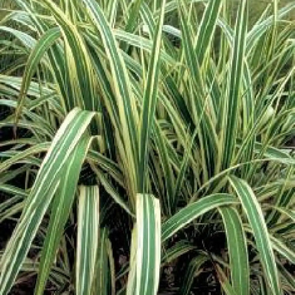 MISCANTHUS sinensis var. condensatus 'Cosmopolitan.' image 2