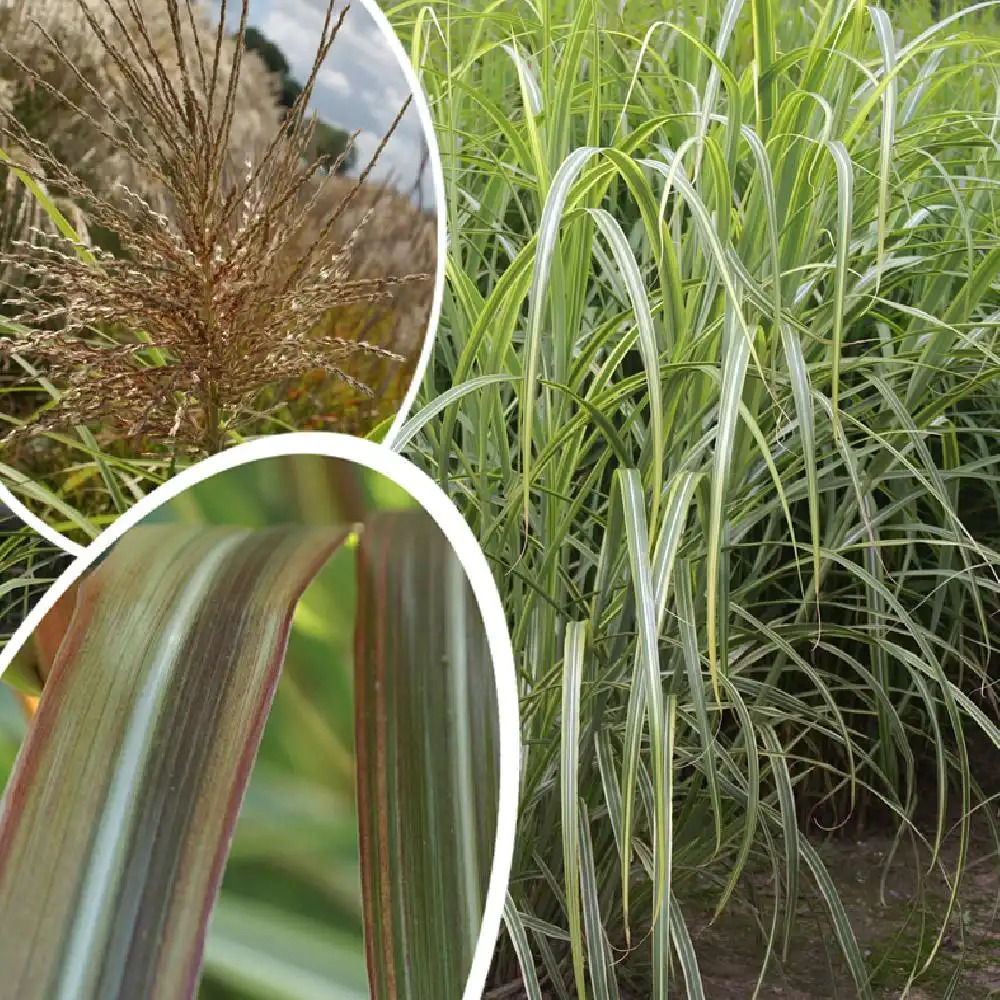 MISCANTHUS sinensis var.condensatus 'Luc André Lepage'