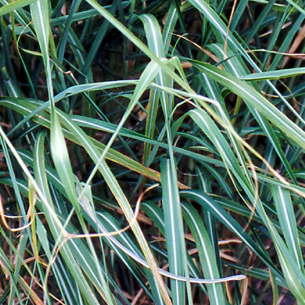 MISCANTHUS sinensis var. condensatus