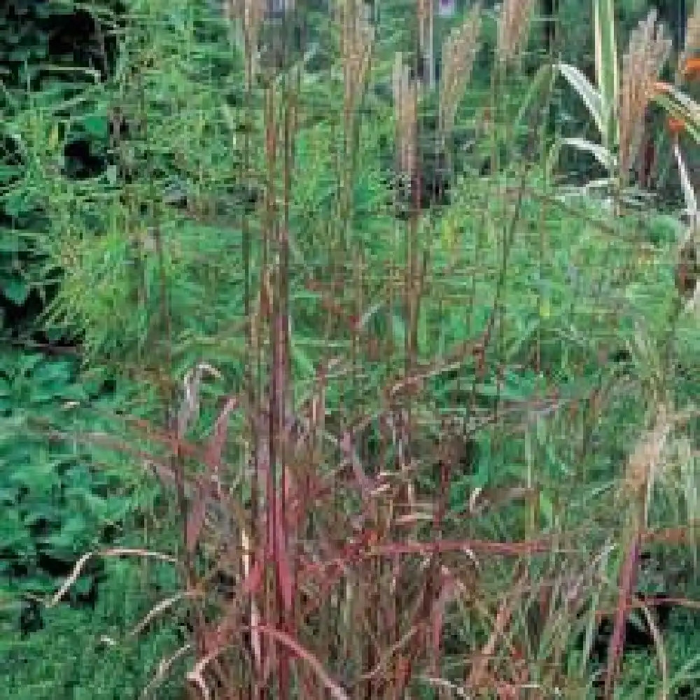 MISCANTHUS sinensis 'Dronning Ingrid'