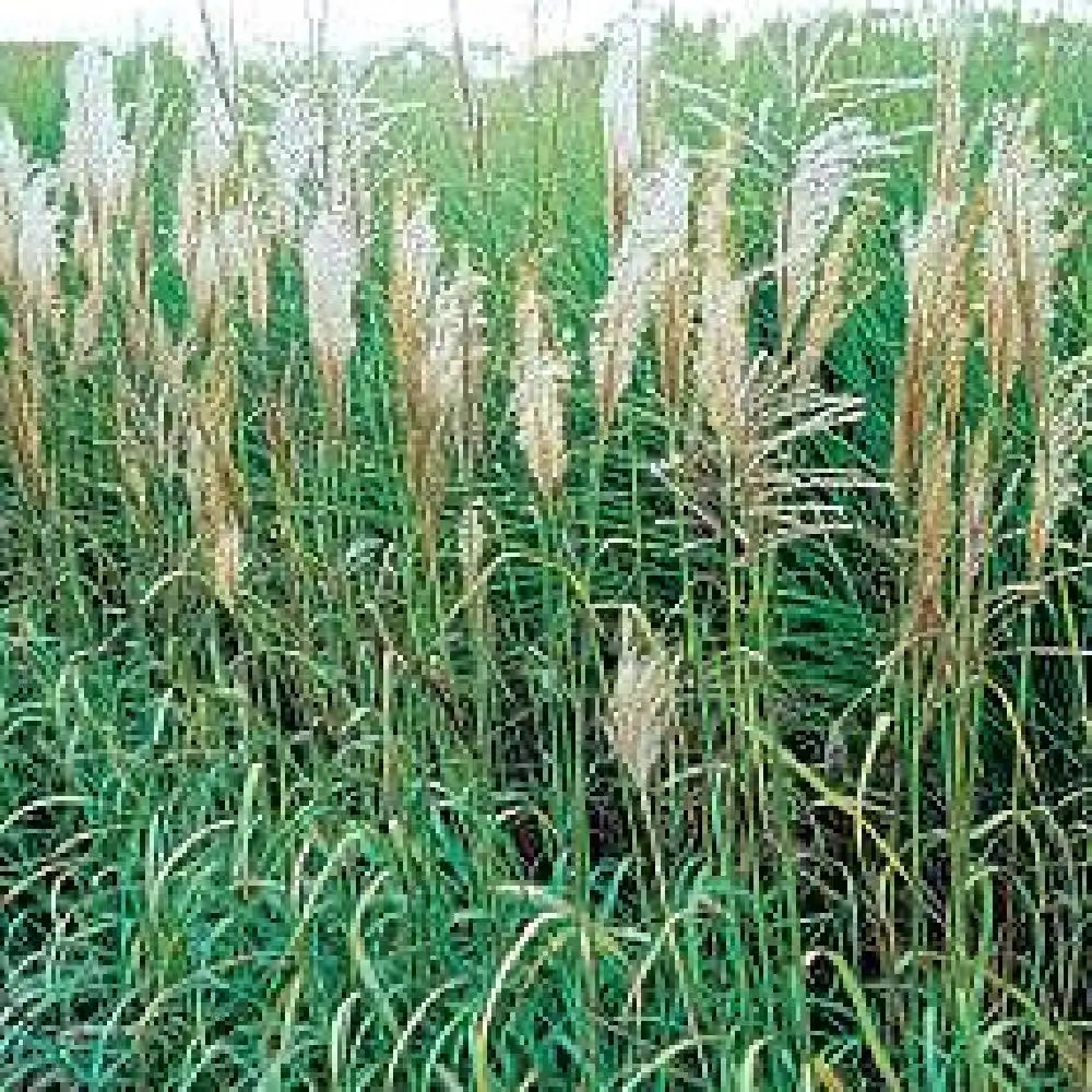 MISCANTHUS sinensis 'Emmanuel Lepage'