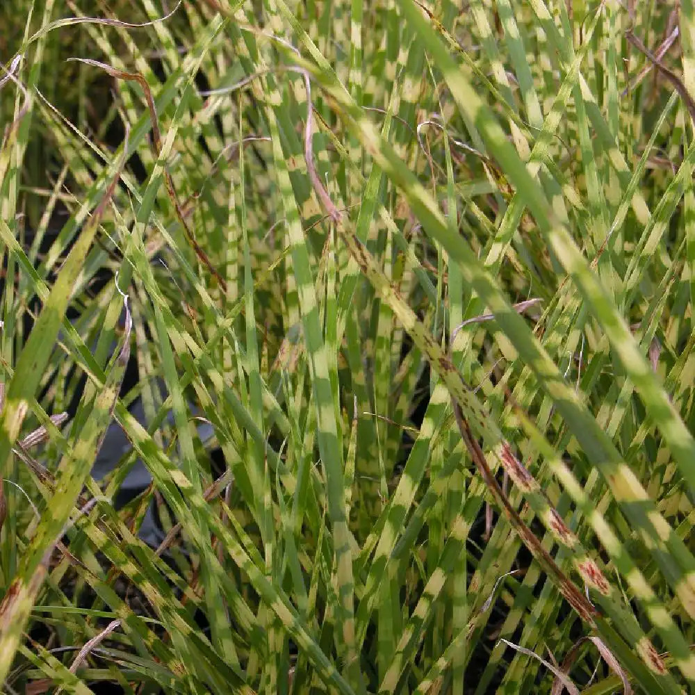 MISCANTHUS sinensis 'Gold Bar'