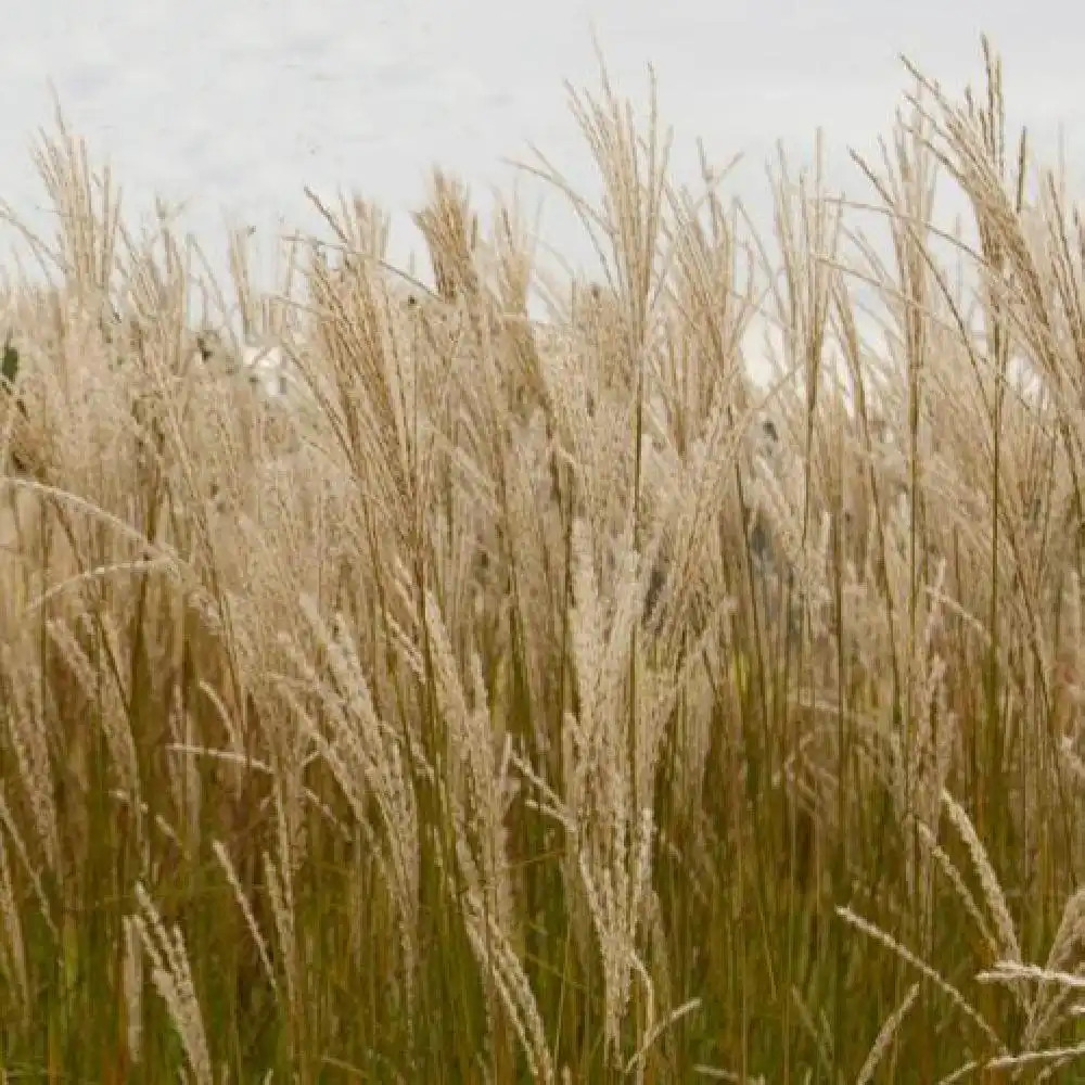 MISCANTHUS sinensis 'Graziella'