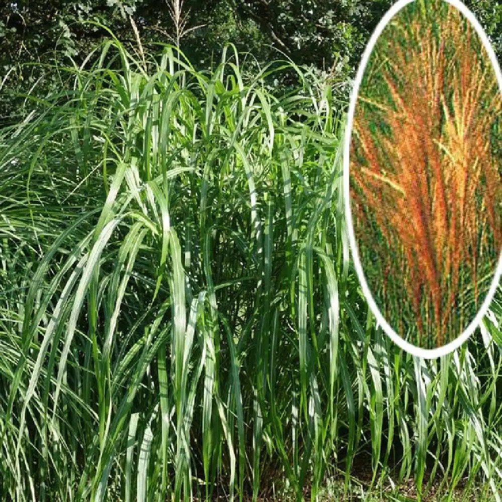 MISCANTHUS sinensis 'Juli'