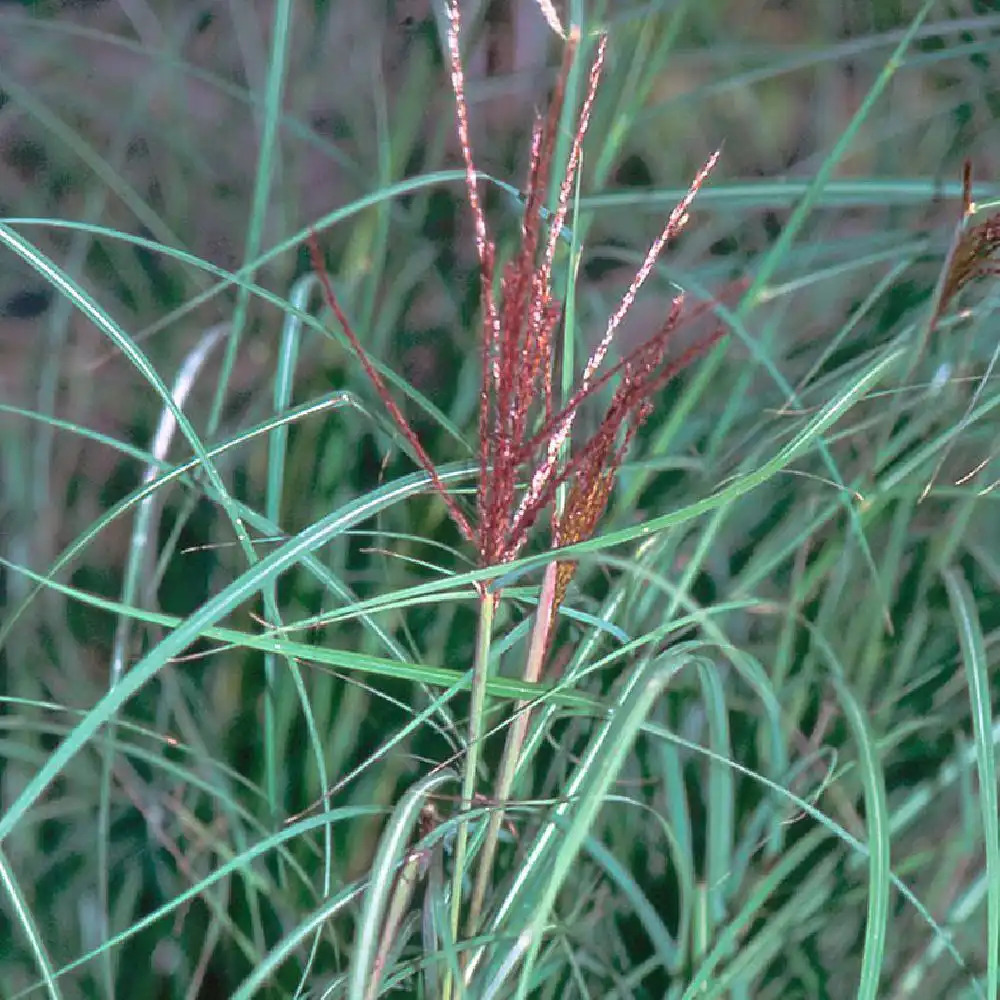 MISCANTHUS sinensis 'Kleine Silberspinne'