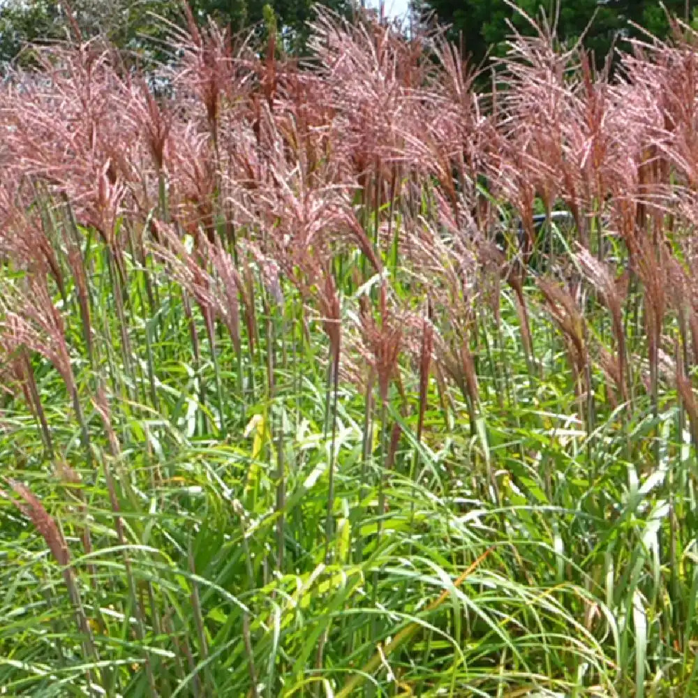 MISCANTHUS sinensis 'Malepartus'