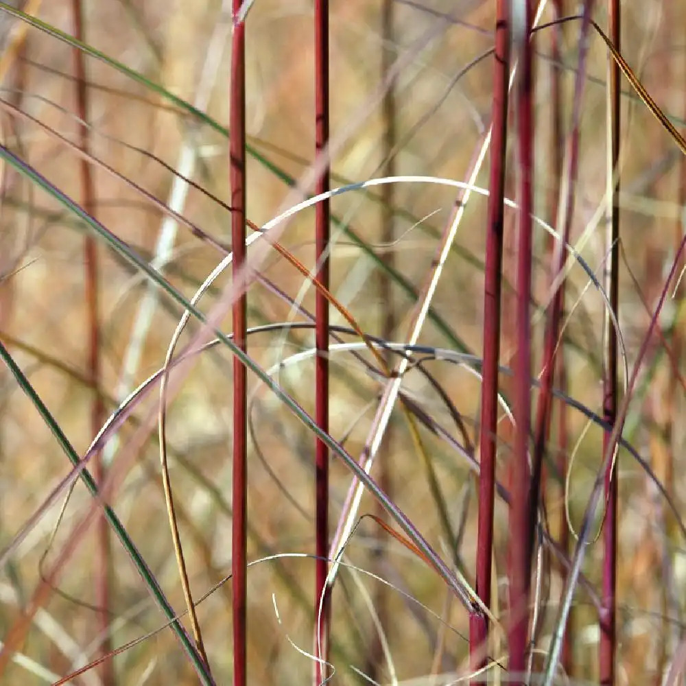 MISCANTHUS sinensis 'Morning Light'