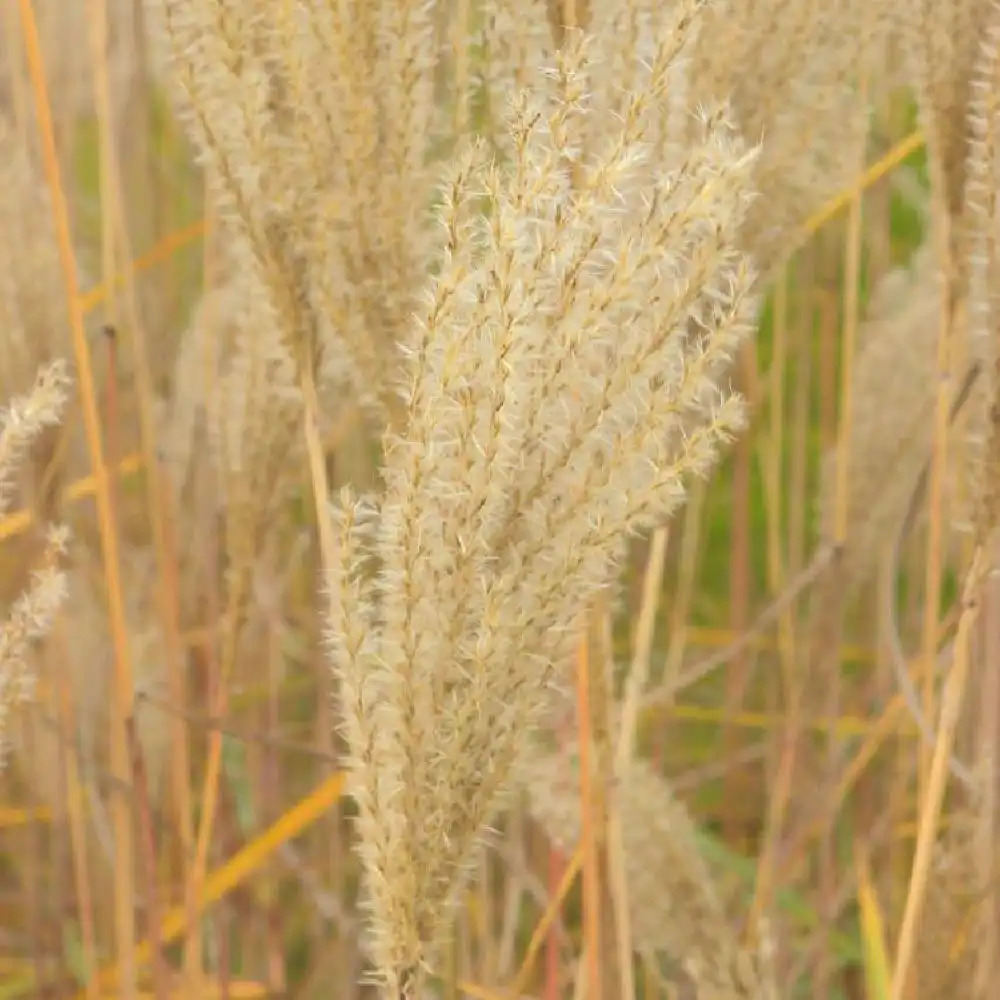 MISCANTHUS sinensis 'Nippon'