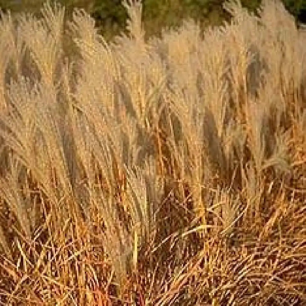 MISCANTHUS sinensis var. purpurascens.' image 2