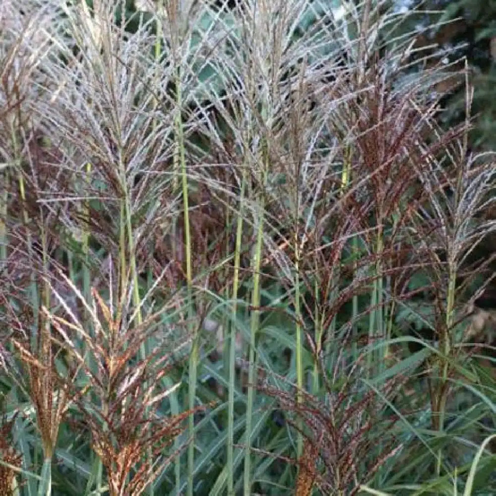 MISCANTHUS sinensis 'Rotfuchs'