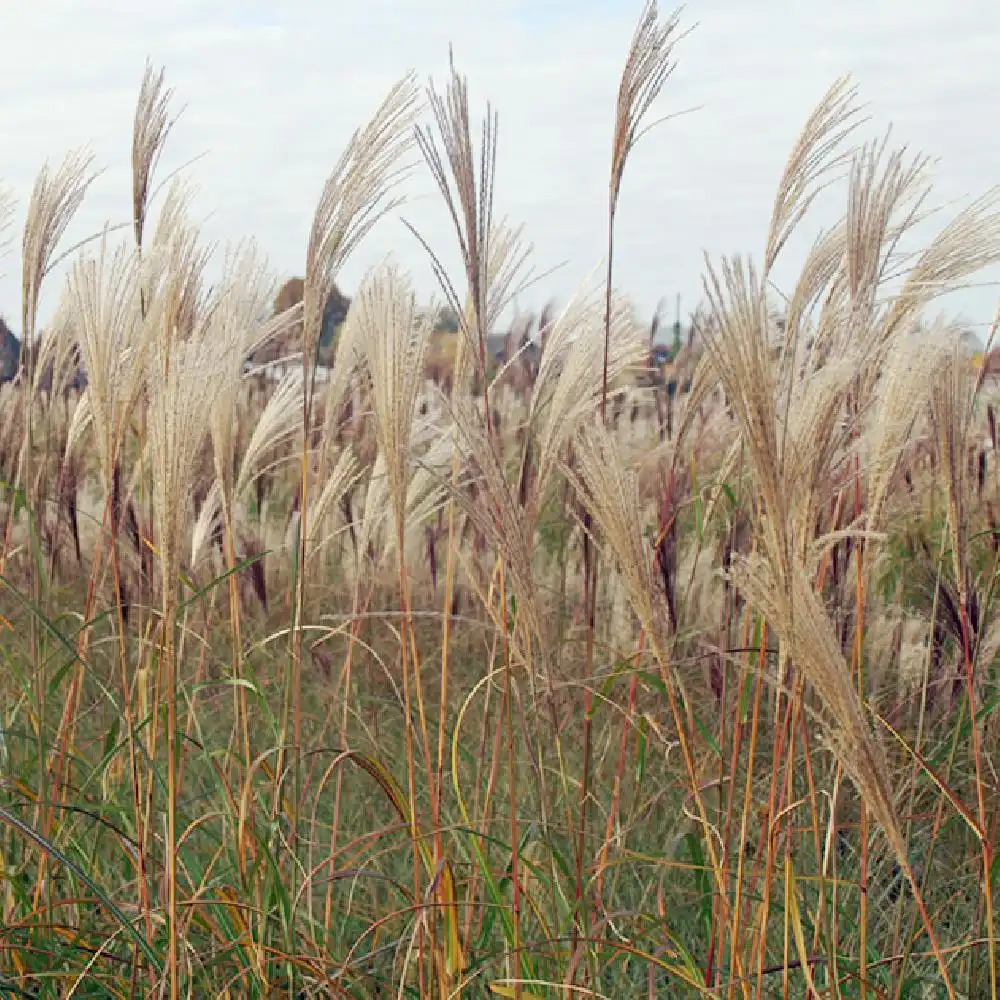 MISCANTHUS sinensis 'Silberfeder'