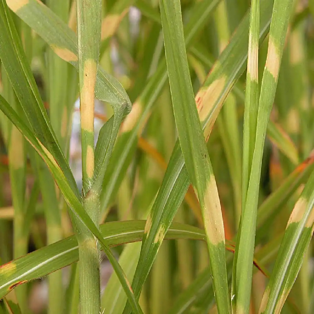 MISCANTHUS sinensis 'Strictus'