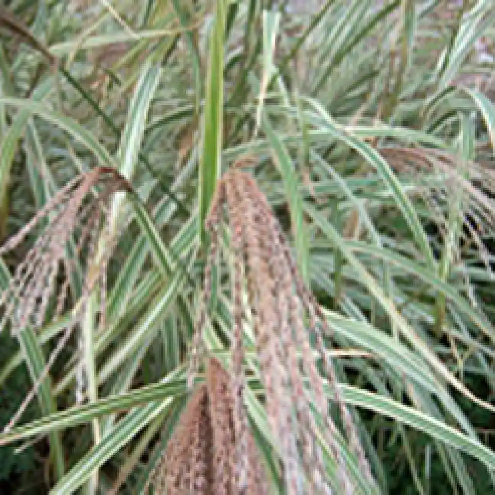 MISCANTHUS sinensis 'Variegatus'