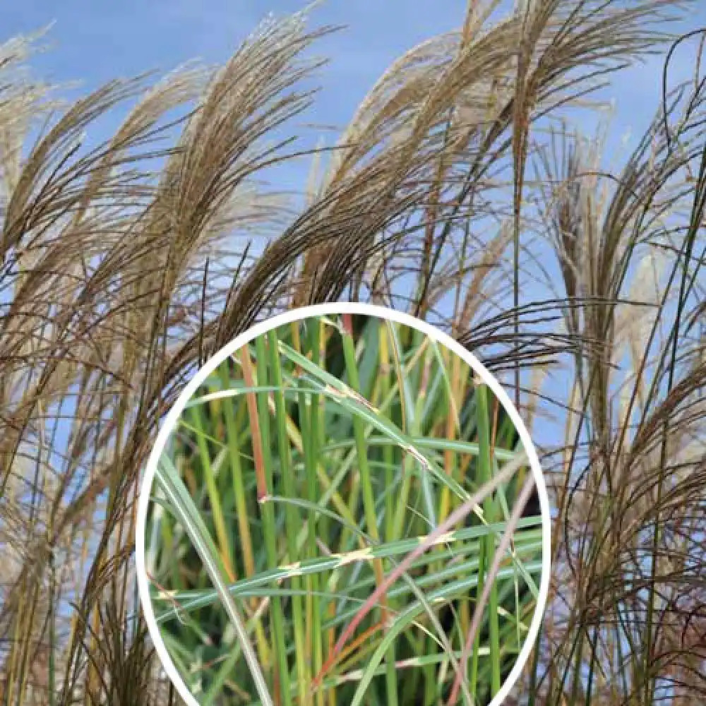 MISCANTHUS sinensis 'Ville d'Angers'.' image 2