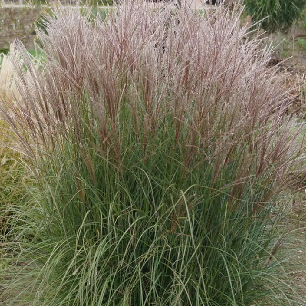 MISCANTHUS sinensis 'Yaku Jima'