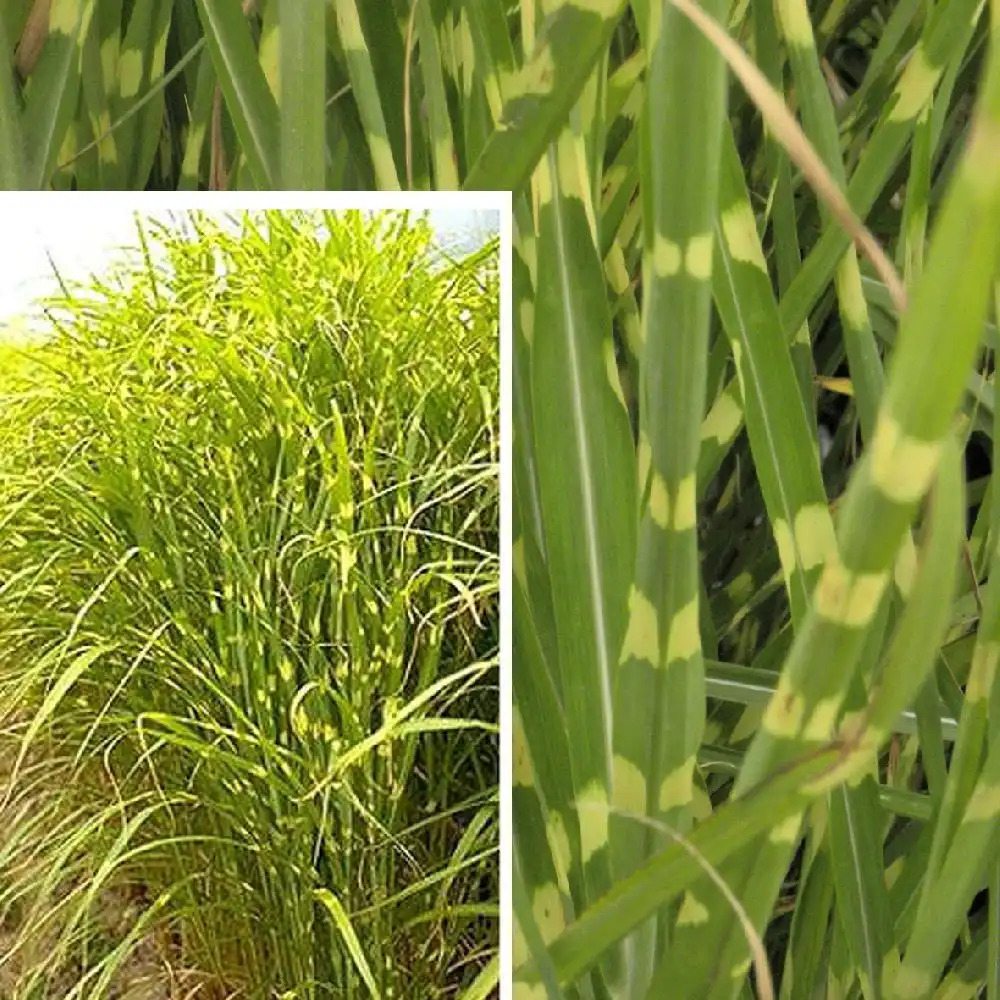 MISCANTHUS sinensis 'Zebrinus'