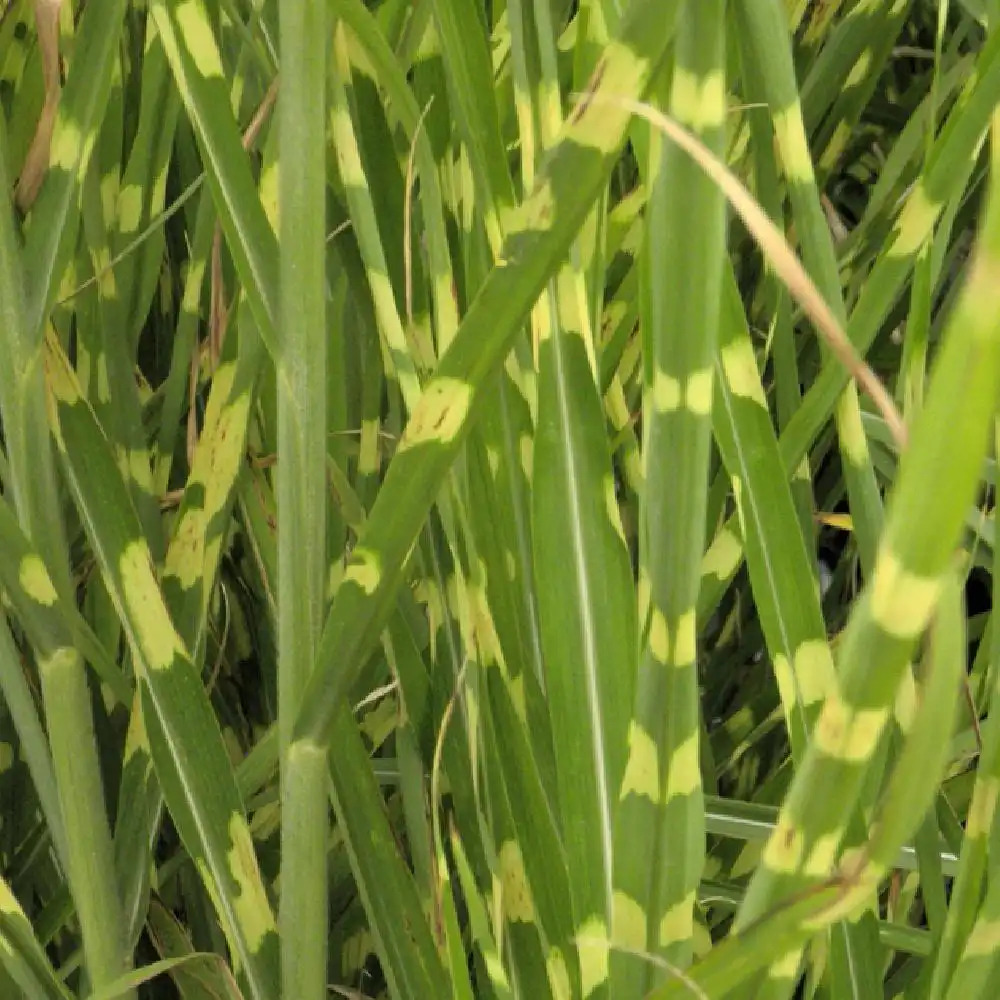 MISCANTHUS sinensis 'Zebrinus'