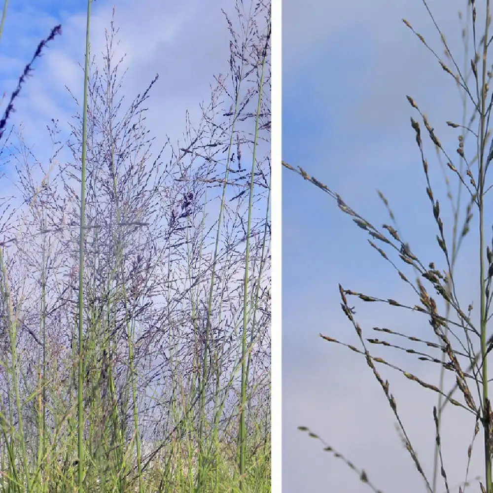 MOLINIA arundinacea 'Bergfreud'