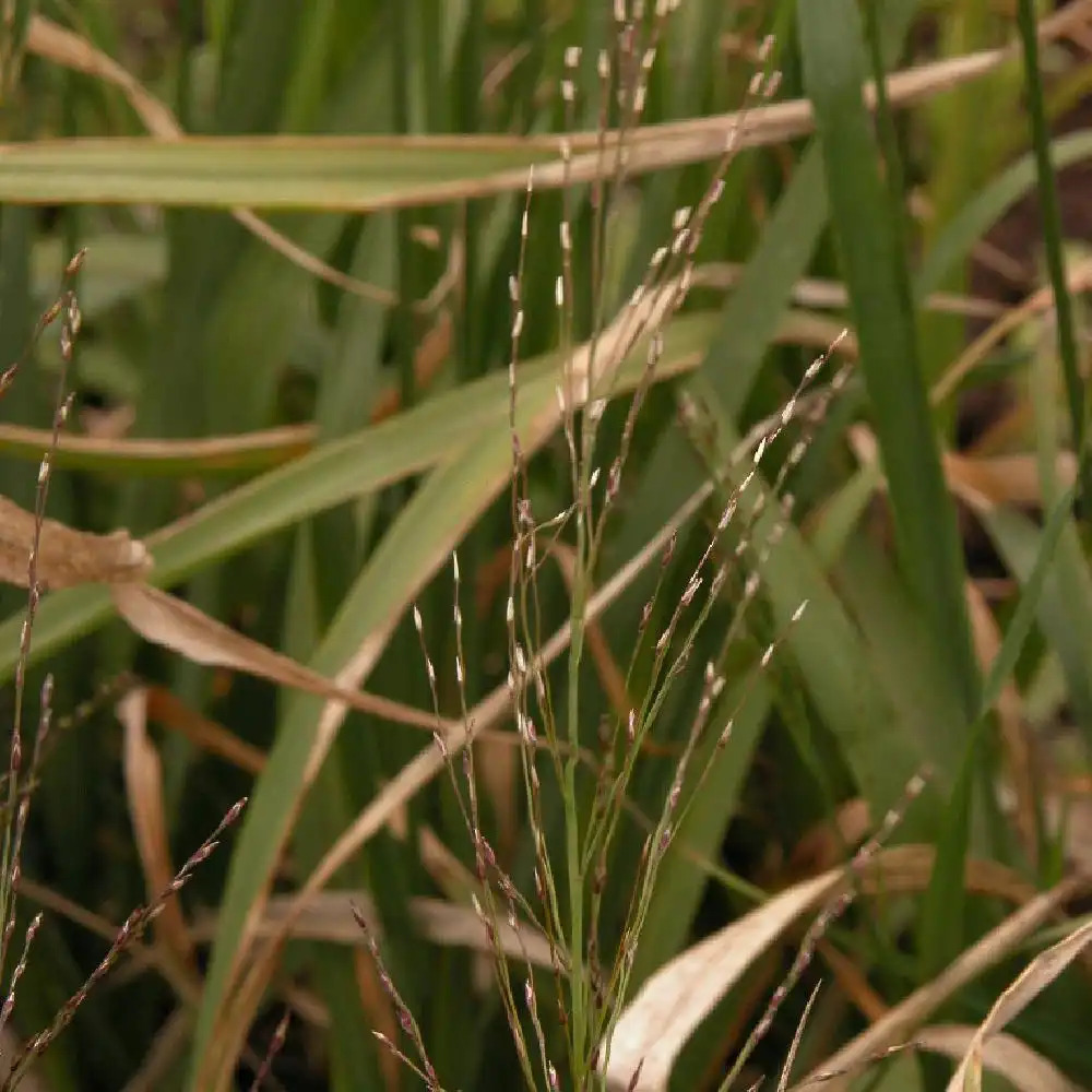 MOLINIA arundinacea 'Karl Foerster'