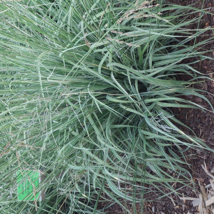 MOLINIA arundinacea 'Mostenveld'