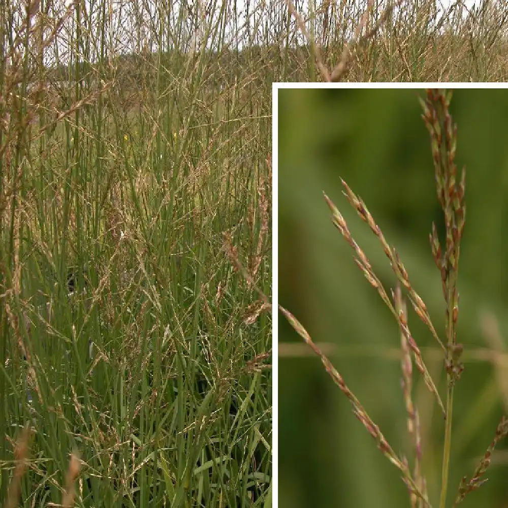 MOLINIA arundinacea 'Skyracer'