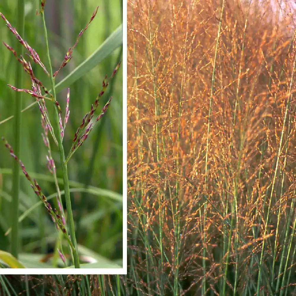 MOLINIA arundinacea 'Transparent'