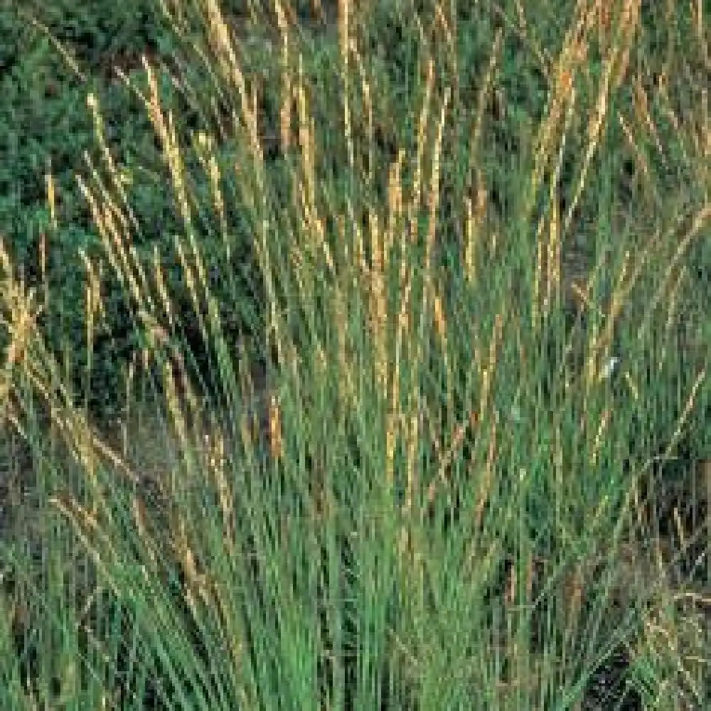 MOLINIA caerulea 'Heidebraut'