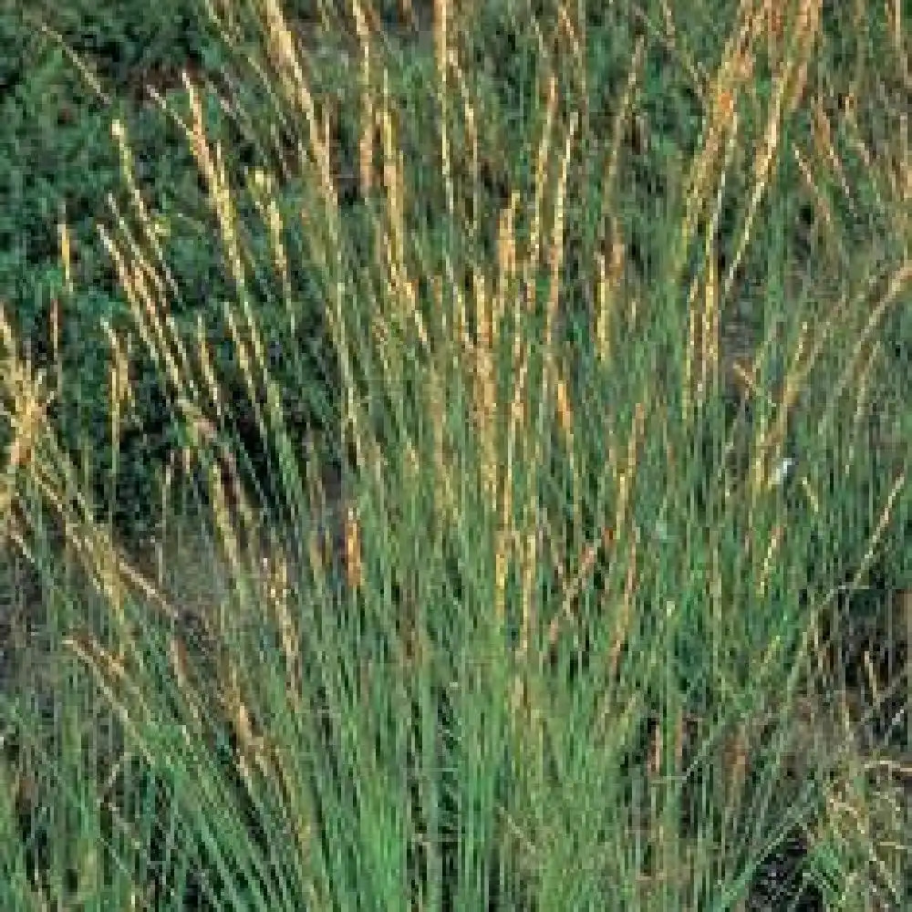 MOLINIA caerulea 'Heidebraut' image 1
